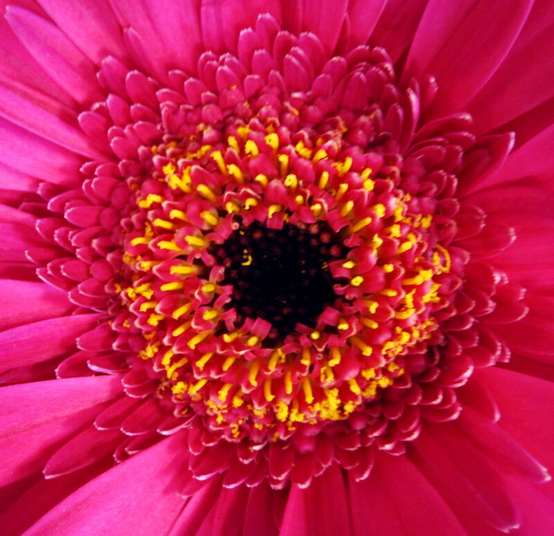 Close-up of Pink Flower — Vibrant, Photograph
