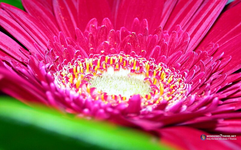 Close-up of Pink Flower — Vibrant
