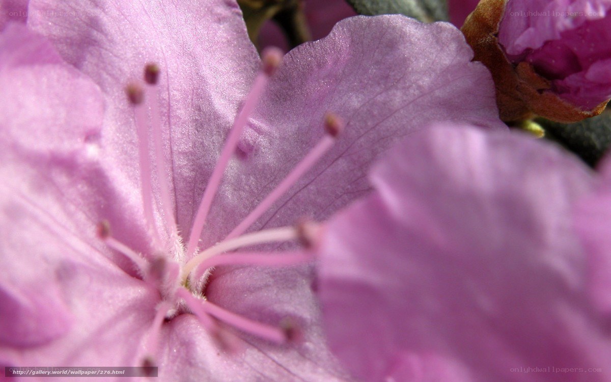 Close-up of pink flower