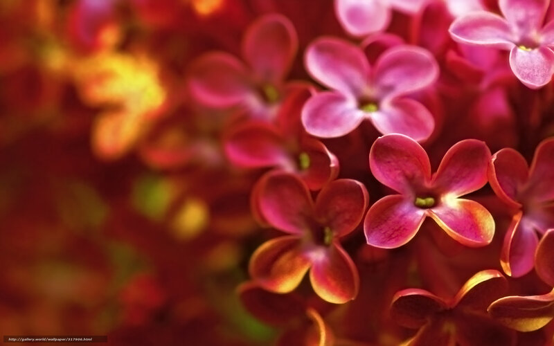 Close-up of pink flowers
