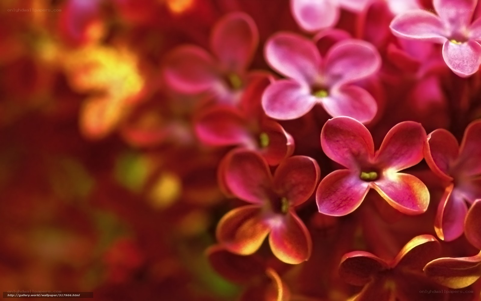 Close-up of pink flowers