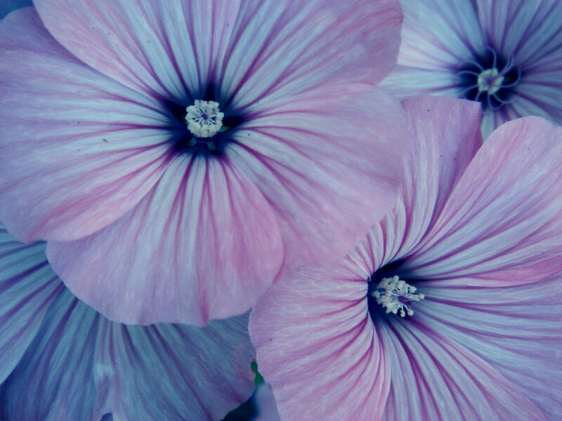 Close-up of pink flowers