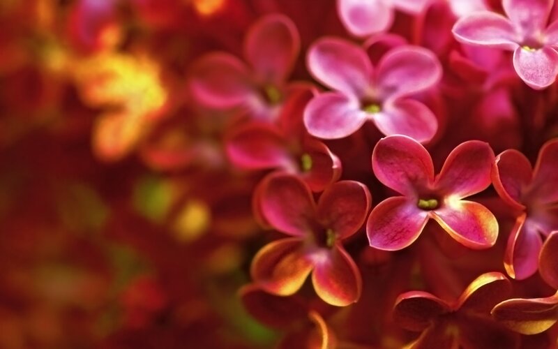 close-up of pink flowers
