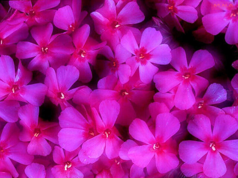 Close-up of pink flowers