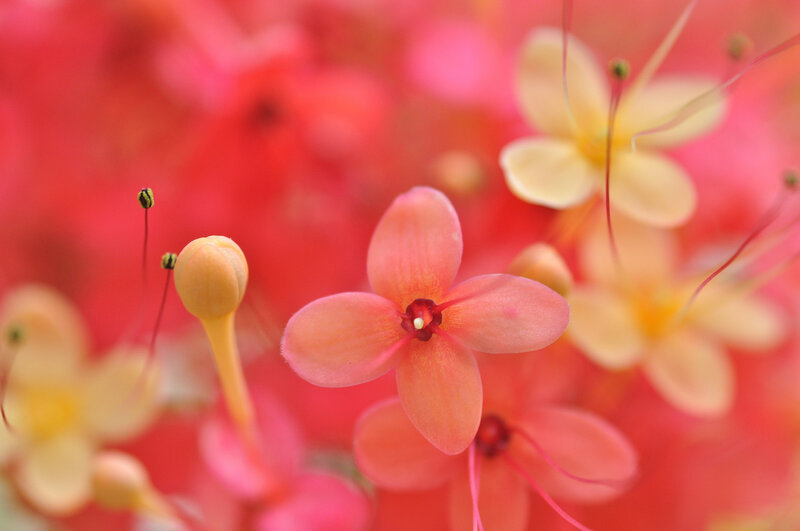 Close-up of Pink Flowers — Serene