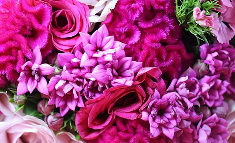 Close-up of Pink Flowers — Vibrant, Photograph
