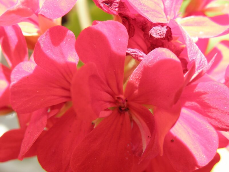 Close-up of pink geranium flowers
