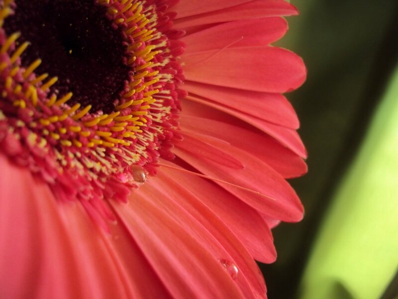 Close-up of Pink Gerbera