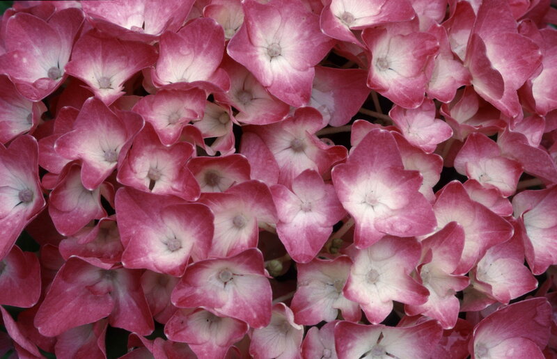 close-up of pink hydrangea flowers
