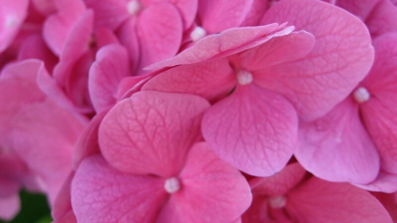 close-up of pink hydrangea flowers