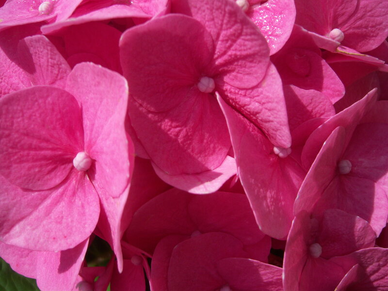 Close-up of pink hydrangea flowers