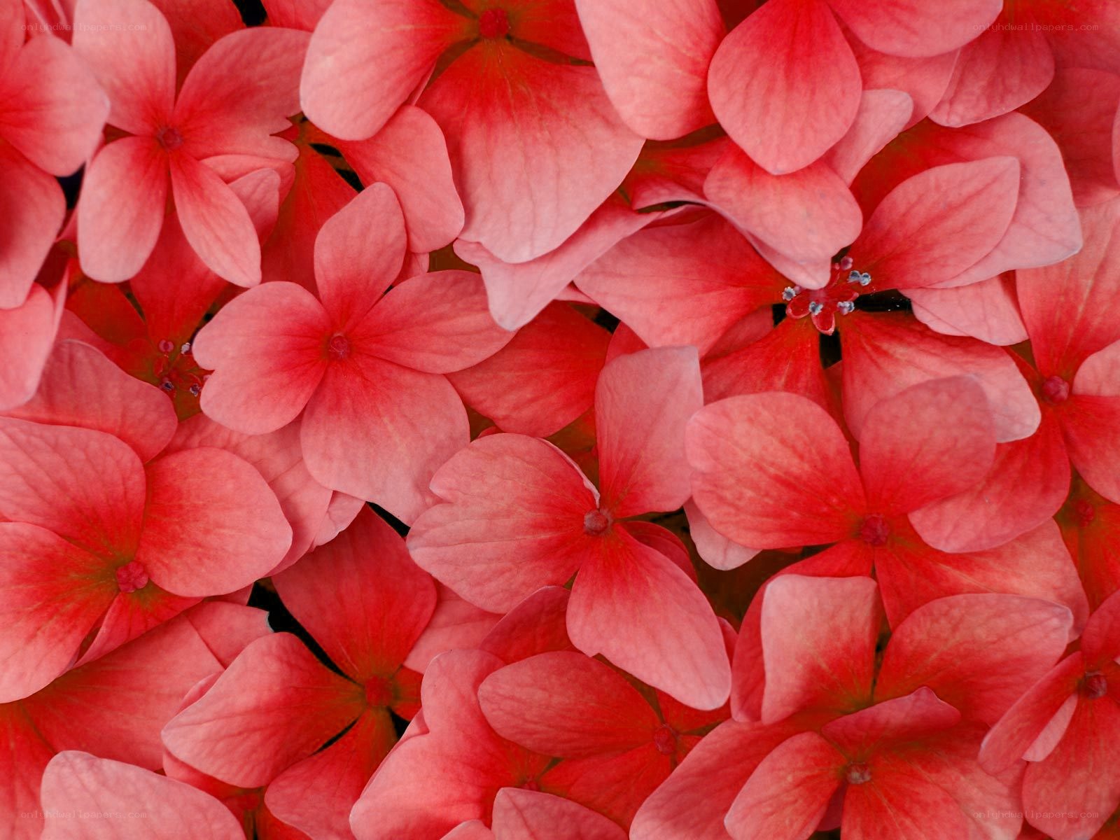 Close-up of pink hydrangea flowers