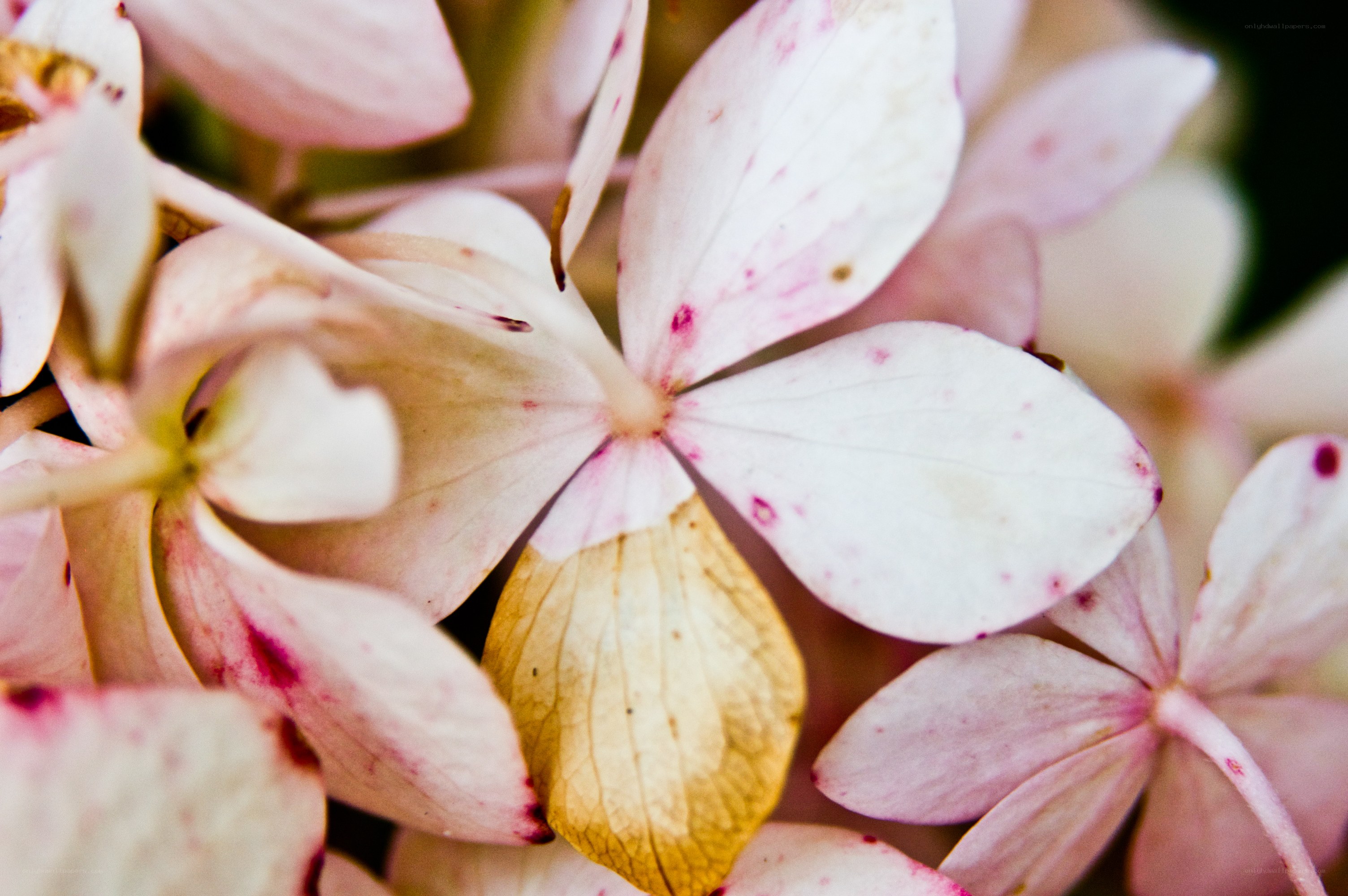 Close-up of pink hydrangea petals