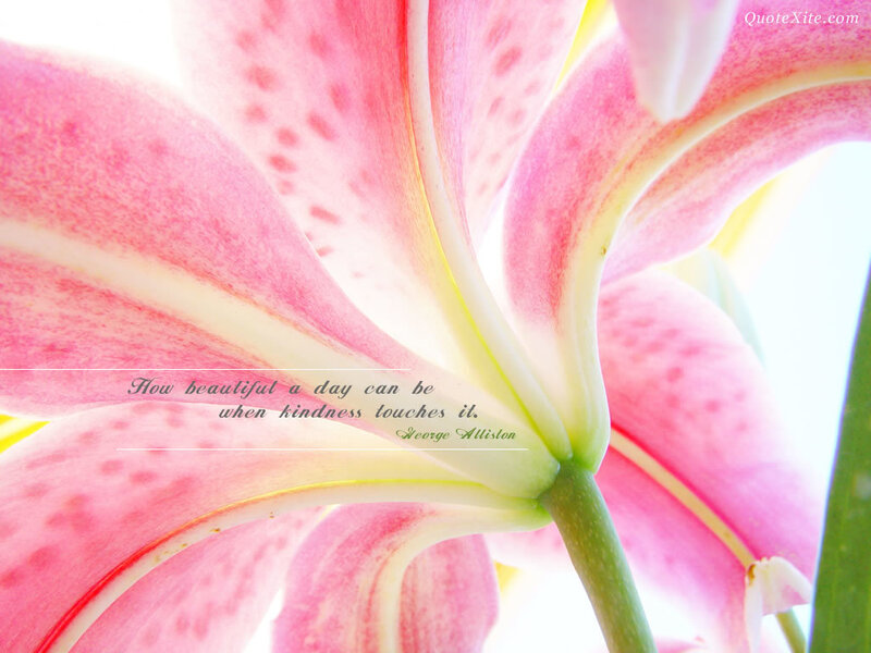 Close-up of Pink Lily