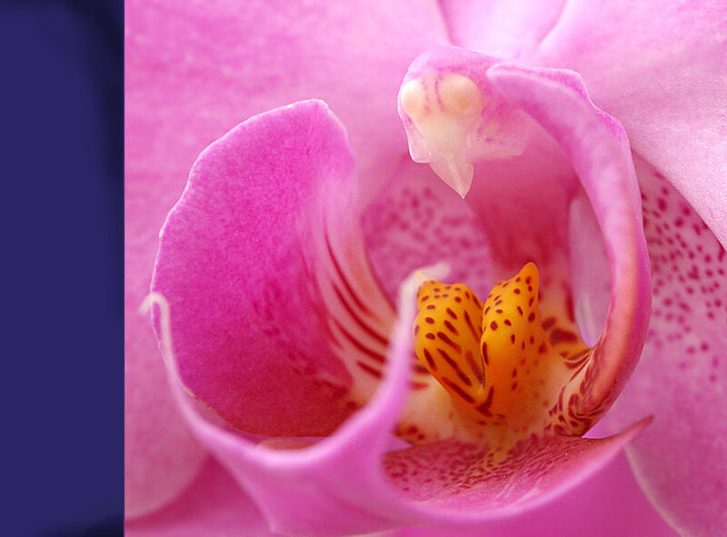 Close-up of Pink Orchid