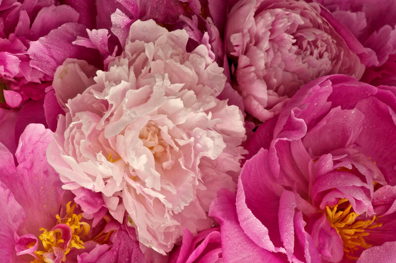 Close-up of pink peonies