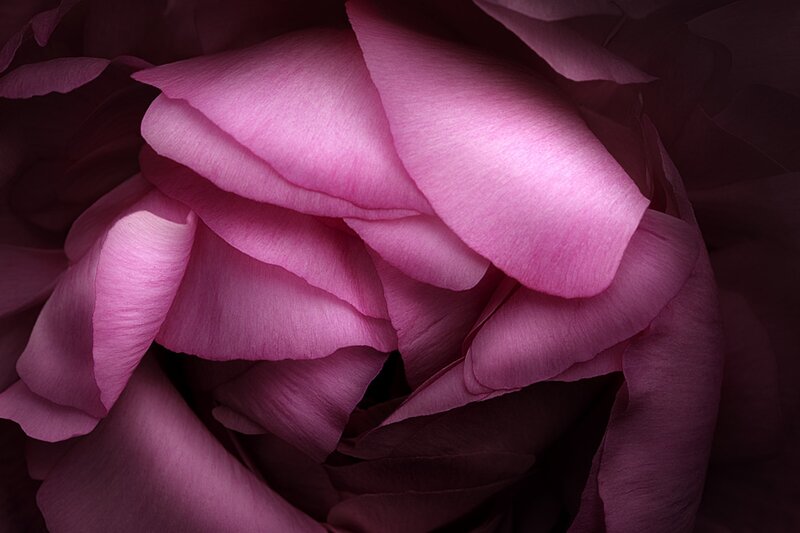 Close-up of Pink Peony — Dramatic