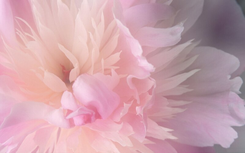 close-up of pink peony flower