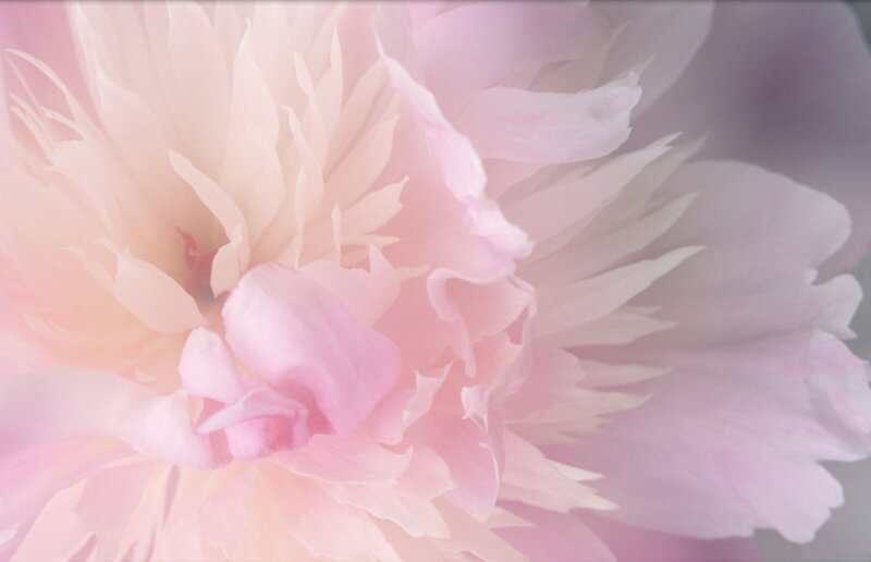 Close-up of Pink Peony — Soft