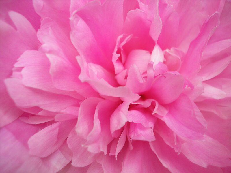 close-up of pink peony