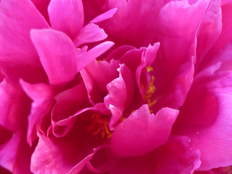 Close-up of Pink Peony — Vibrant