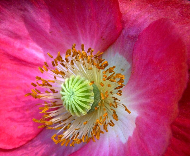 Close-up of Pink Poppy