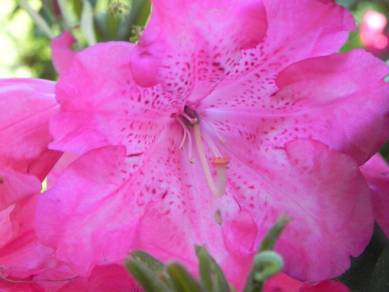 close-up of pink rhododendron