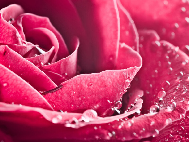 Close-up of Pink Rose — Calm