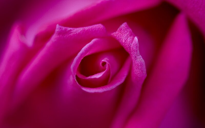 Close-up of Pink Rose — Magenta