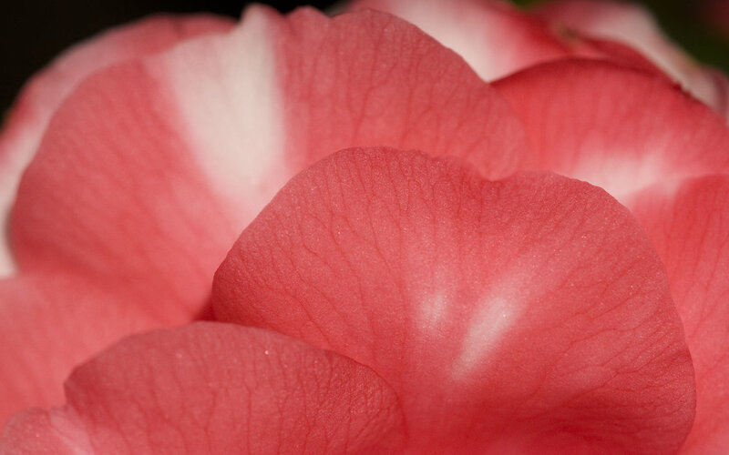 close-up of pink rose petals