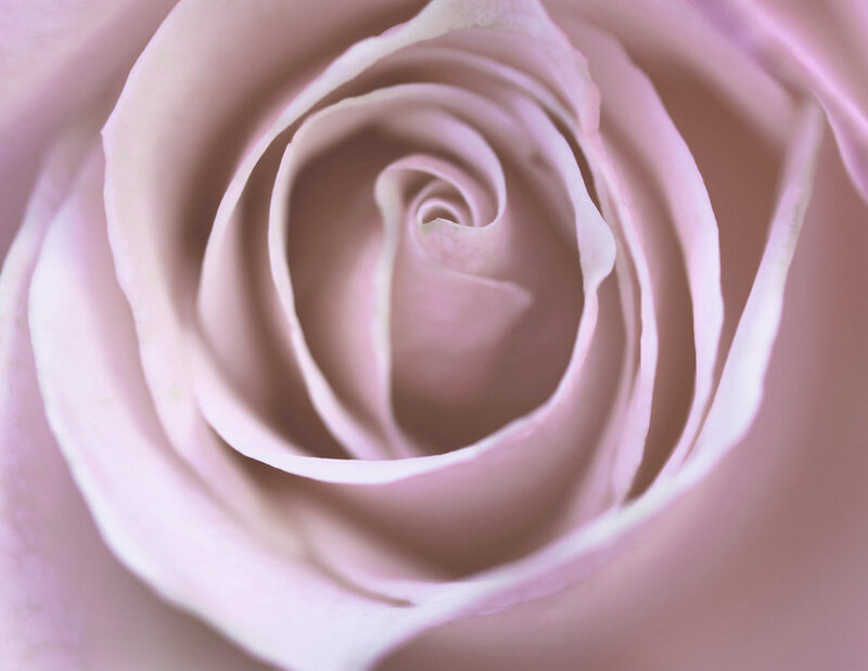 Close-up of Pink Rose — Serene, Photograph