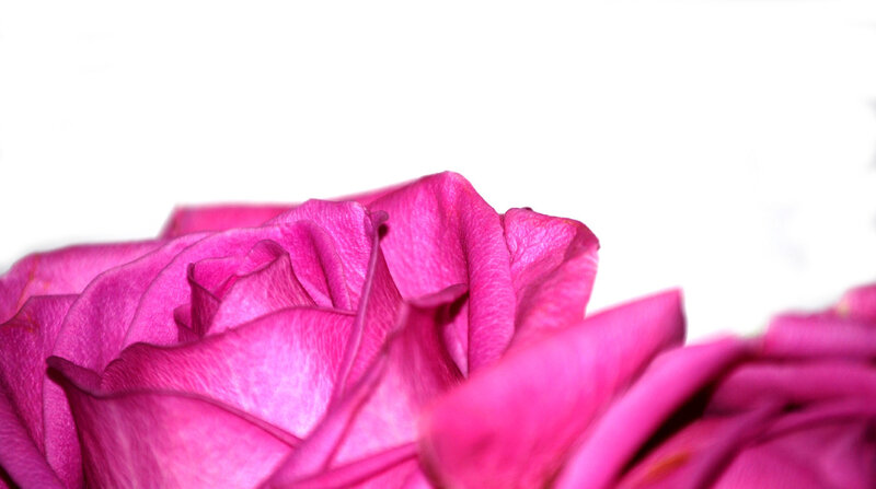 close-up of pink rose