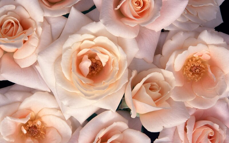 Close-up of pink roses