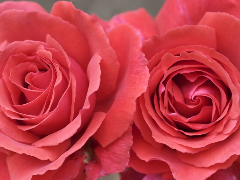 Close-up of pink roses