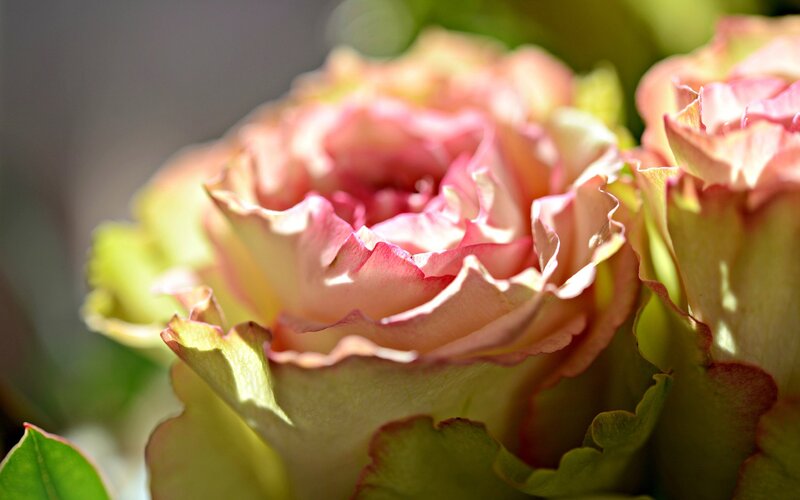 Close-up of pink roses