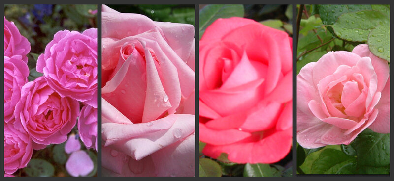 Close-up of pink roses