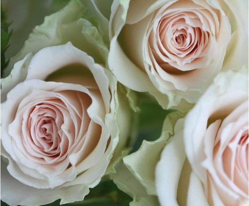 close-up of pink roses