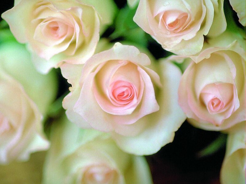 Close-up of pink roses
