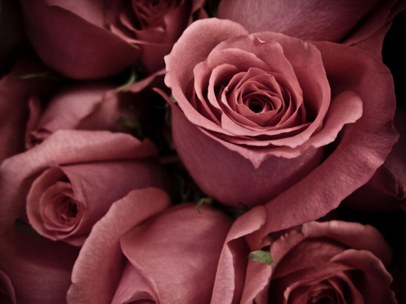 Close-up of pink roses