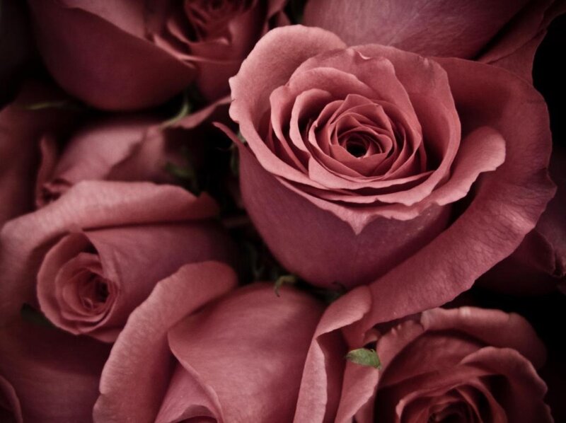 Close-up of pink roses