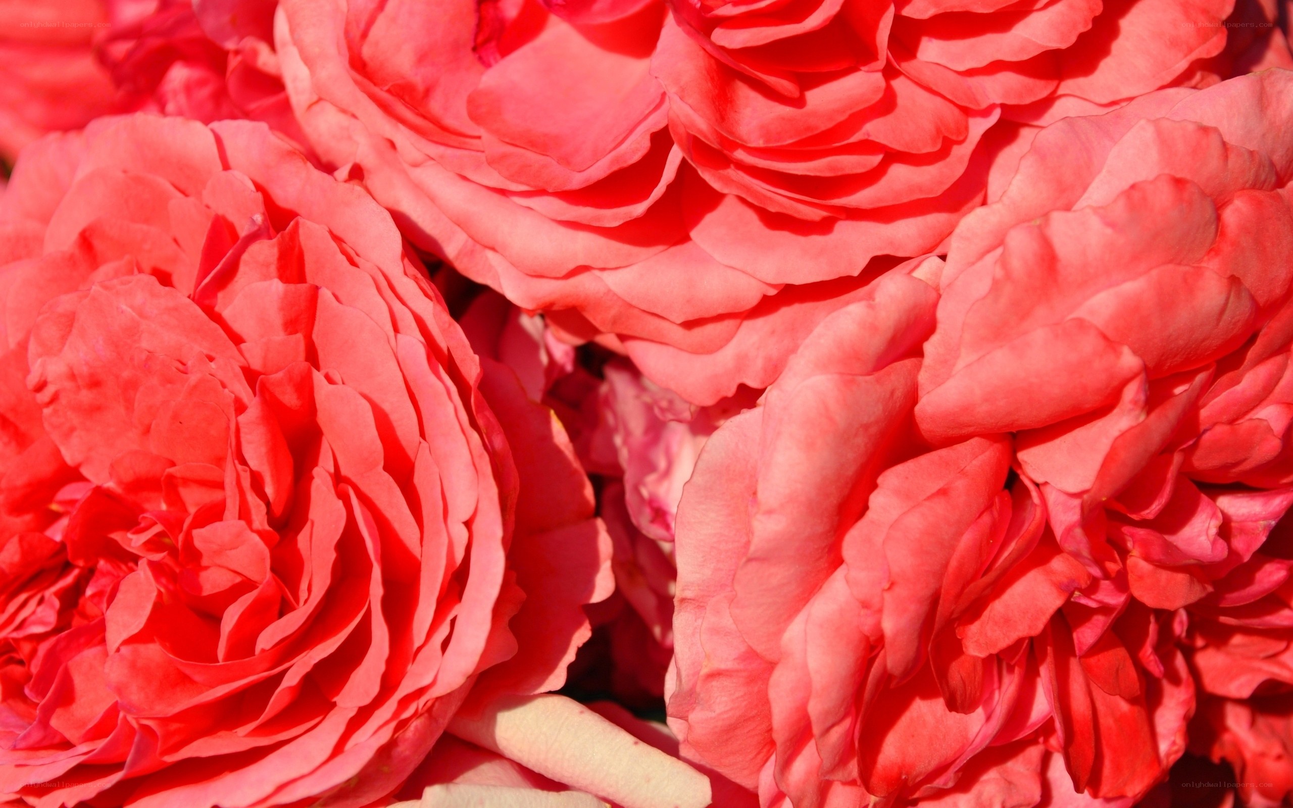 Close-up of pink roses