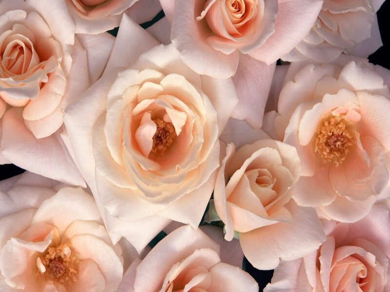 Close-up of pink roses