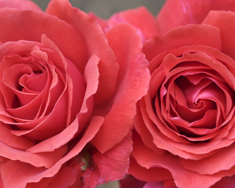 Close-up of pink roses