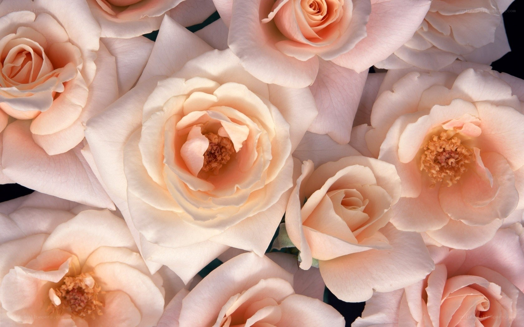 Close-up of pink roses
