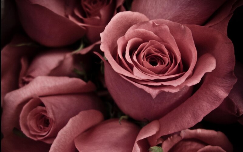 Close-up of pink roses