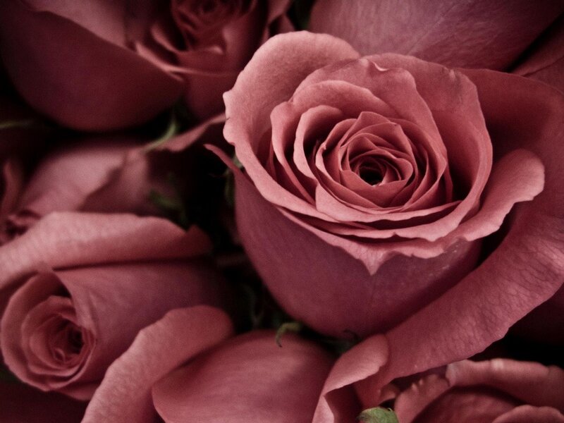 Close-up of pink roses