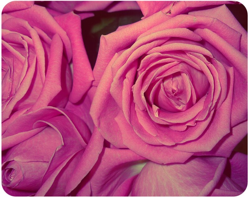 Close-up of pink roses