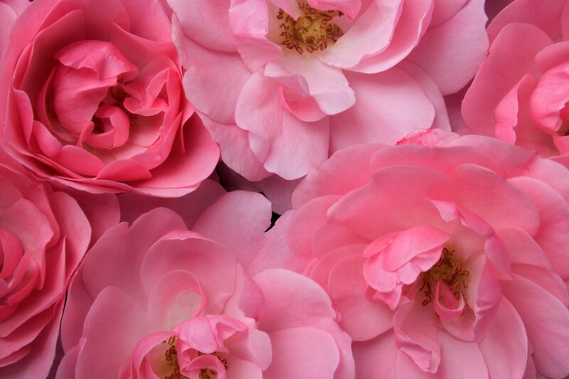 Close-up of pink roses