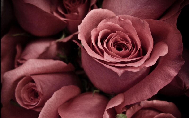 Close-up of Pink Roses — Calm, Photograph, Flowers, Petals, Buds