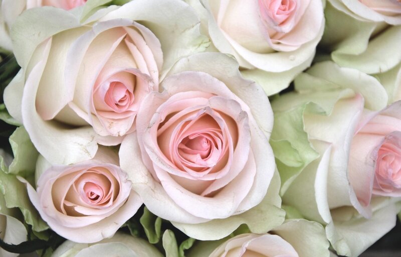Close-up of Pink Roses — Calm, Photograph, Petals, Green Leaves
